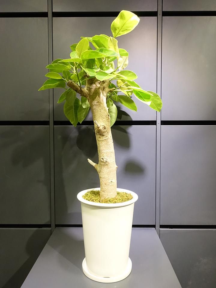 1000円値引フィカス　アルテシマ【特選斑入り】 フィカス・アルテシマ(斑入り) - REN online shop