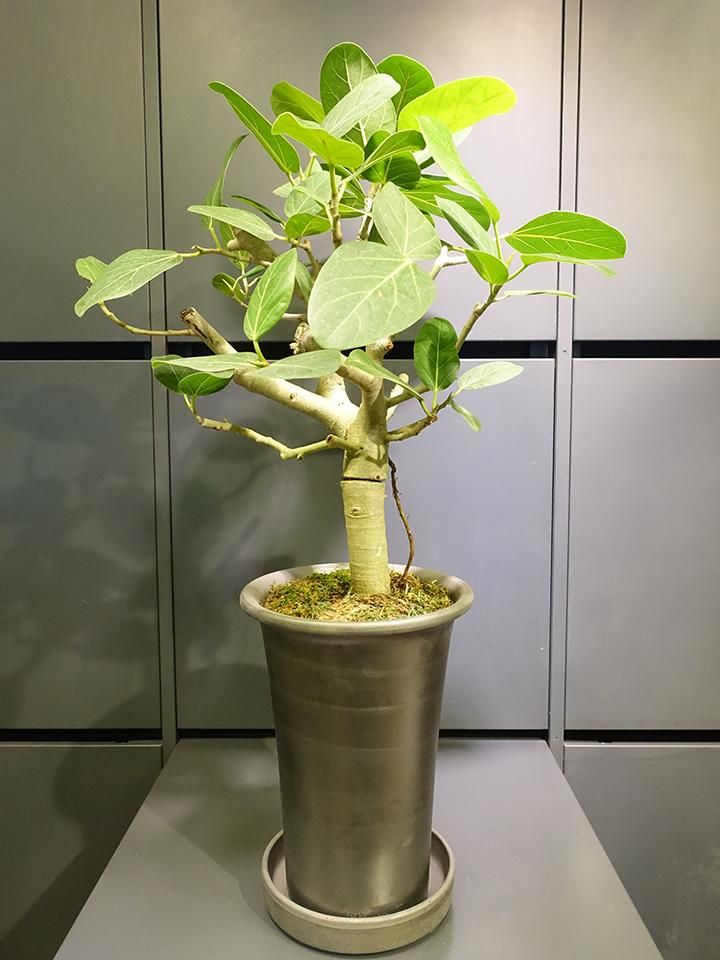 フィカス・ベンガレンシス - REN online shop