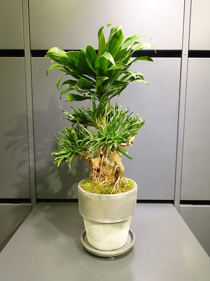 気まぐれ値引き(T-T)21800→16000 ドラセナ　コンパクタ　獅化　綴化 気まぐれ値引き(T-T)21800→16000 ドラセナ コンパクタ 獅化 綴化