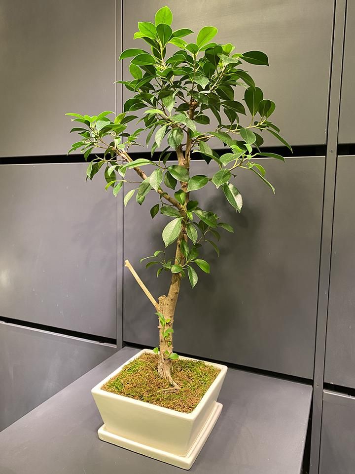 観葉植物 フィカス ナナ 7号 コーディル シリンダー グレー 付き | 観葉植物ならHitoHana(ひとはな)
