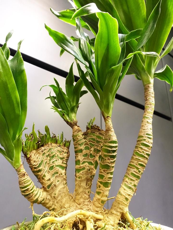 ドラセナ・コンパクタ(綴化) - REN online shop