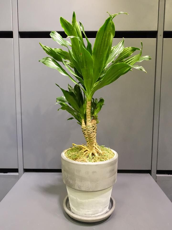 気まぐれ値引き(T-T)21800→16000 ドラセナ コンパクタ 獅化 綴化