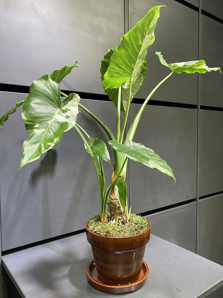 斑入りクワズイモ - 植物/観葉植物