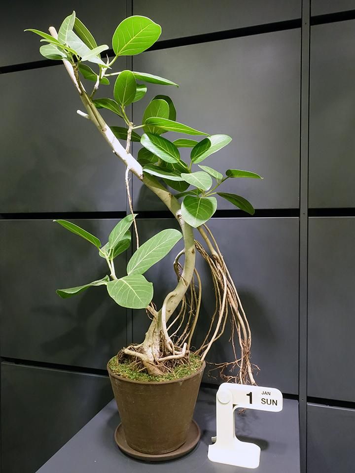 フィカス・ベンガレンシス - REN online shop