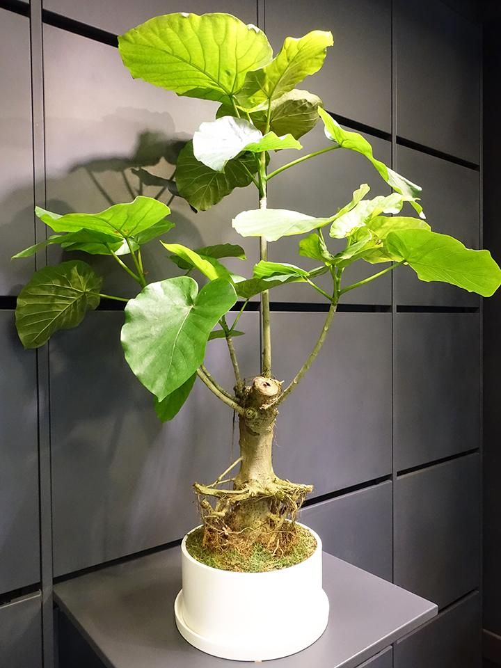 ウンベラータ是非購入させてください - 観葉植物