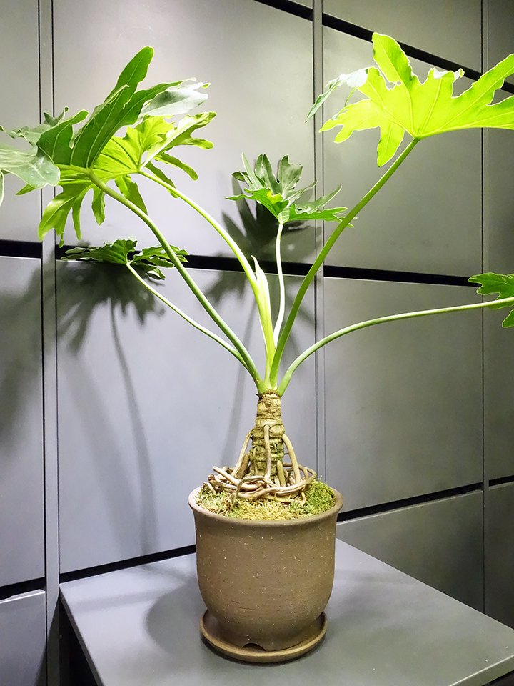 フィロデンドロン・セローム - 植物/観葉植物