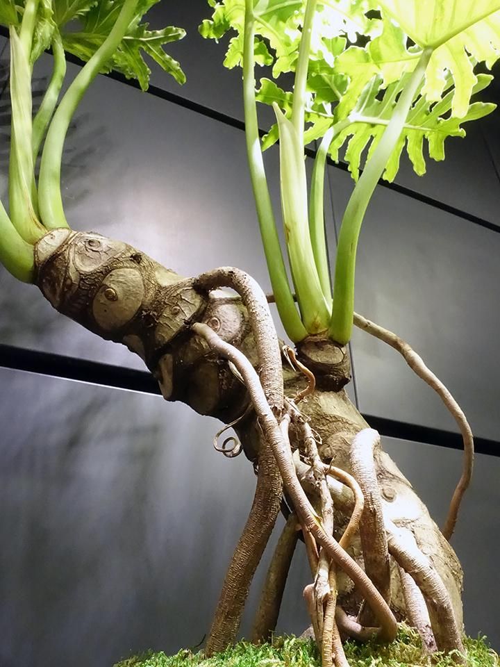 フィロデンドロン・セローム - REN online shop