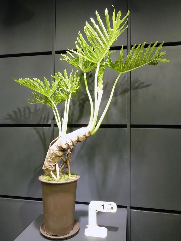 （手渡しのみ）⭕️大型フィロデンドロン・セローム　2m フィロデンドロン・セローム - REN online shop