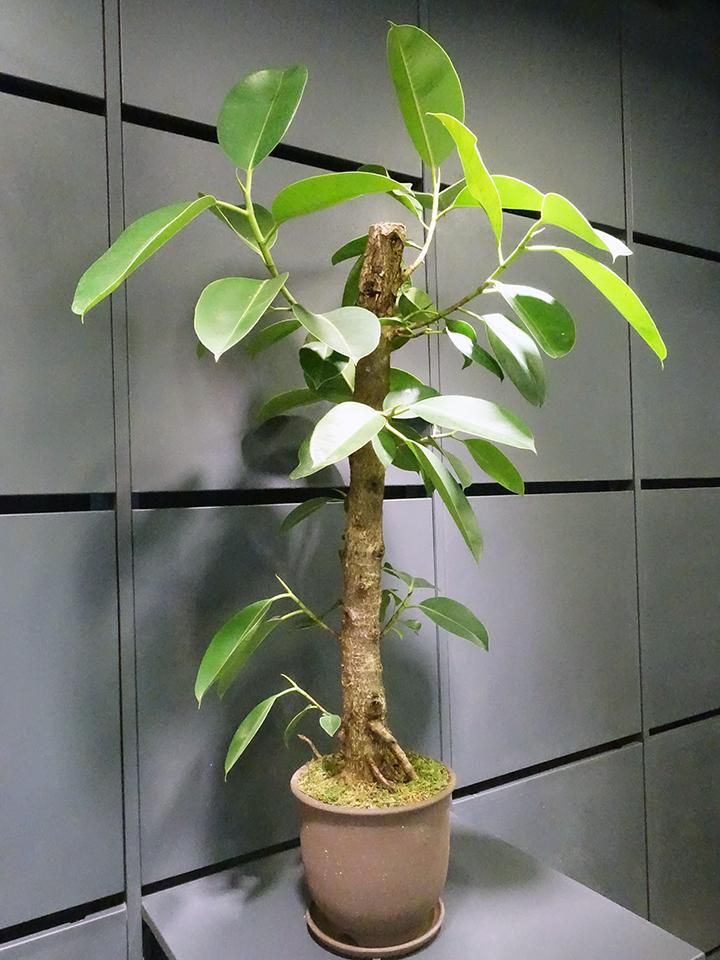 大型　フィカス　エラスティカ　S字仕立て　陶器鉢　植え込み発送 大型 フィカス エラスティカ S字仕立て 陶器鉢 植え込み発送