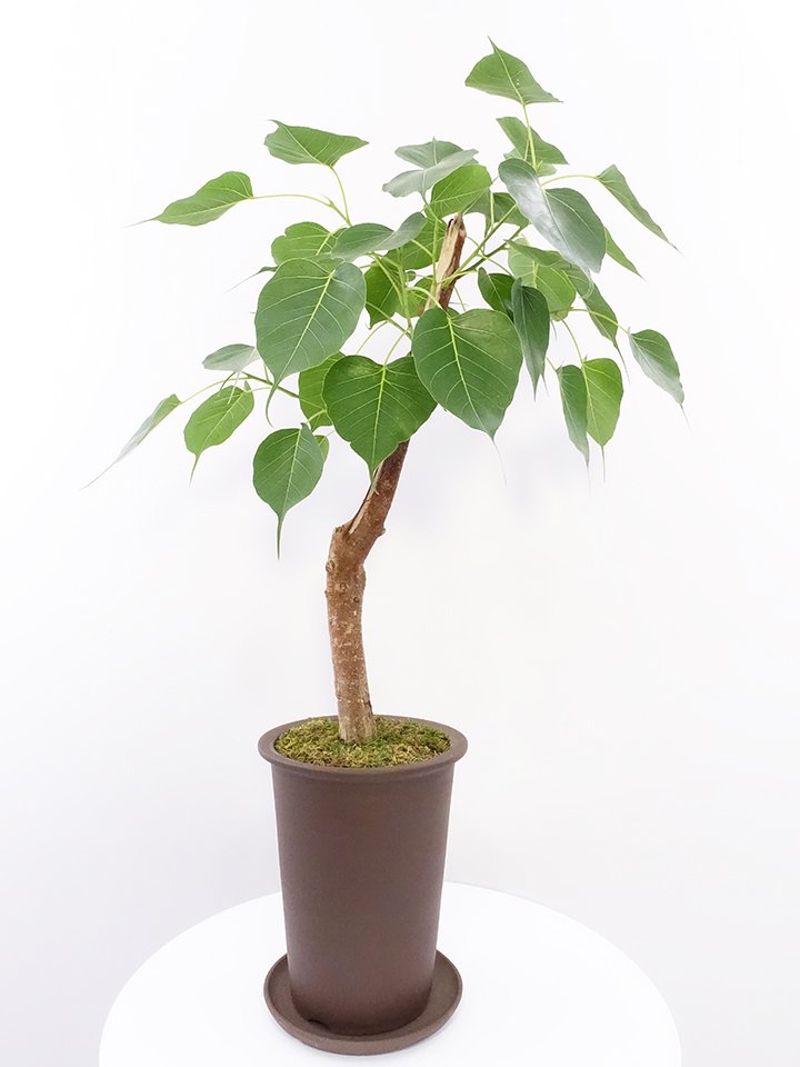 インド菩提樹 2年目鉢植え（4０センチ前後） - 観葉植物