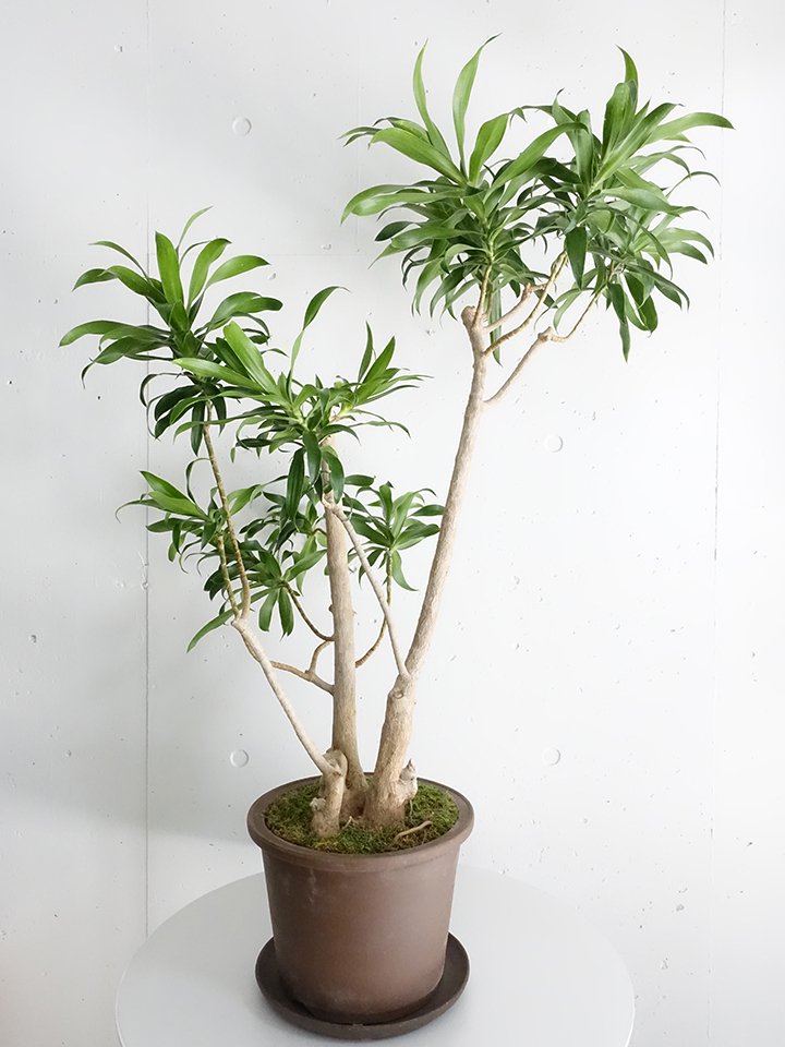 ドラセナ プレオメレメレリフレクサ ♻️リユース観葉植物 - 埼玉県の家具