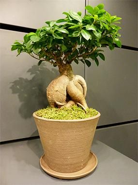 沖縄産 ガジュマル盆栽 勿体ない