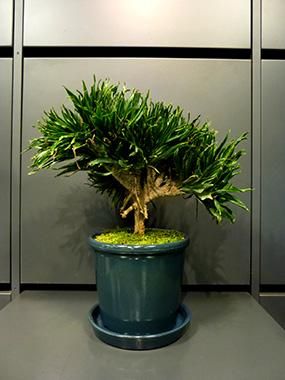 ドラセナ・コンパクタ(綴化) - REN online shop