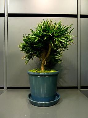 ドラセナ・コンパクタ(綴化) - REN online shop