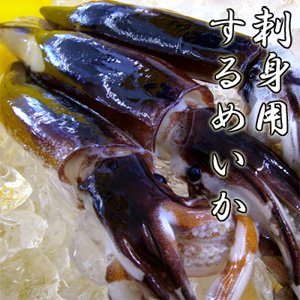 刺身用 スルメイカ 北海道日本海 瞬間冷凍 中サイズ １本 稚内 かに通販 最北の魚屋 うろこ市 海鮮炉端 うろこ亭