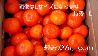 完熟山下紅みかん10キロ箱・赤秀・M-紅みかん.com 和歌山紅