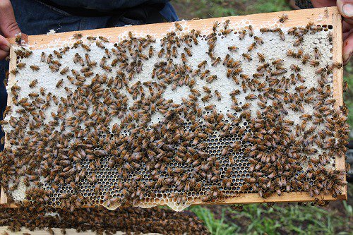 巣みつ入り アカシア蜂蜜 ５００ｇ - 秋田のはちみつ屋 小松養蜂場