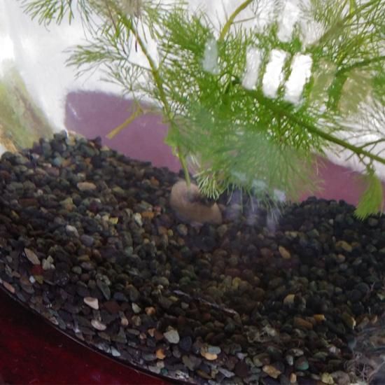 メダカの砂 天然の鑑賞魚用 水槽の砂 熱帯魚 水草 金魚 メダカ用 3l 約5kg 園芸用 腐葉土 培養土の販売 通販 花の土 カネア メダカの砂 天然の鑑賞魚用 水槽の砂 熱帯魚 水草 金魚 メダカ用 3l 約5kg 園芸用 腐葉土 培養土の販売 通販 花の土 カネア