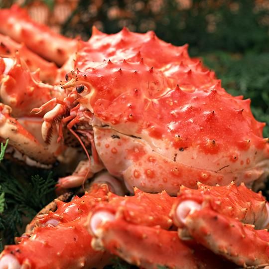 冷凍タラバ足（800g） - 丸北北都 -オホーツク 網走・知床の海鮮