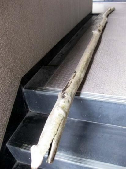 受注品：流木 その他の流木の通信販売(熱帯魚・水草 アクアマリン熊本)