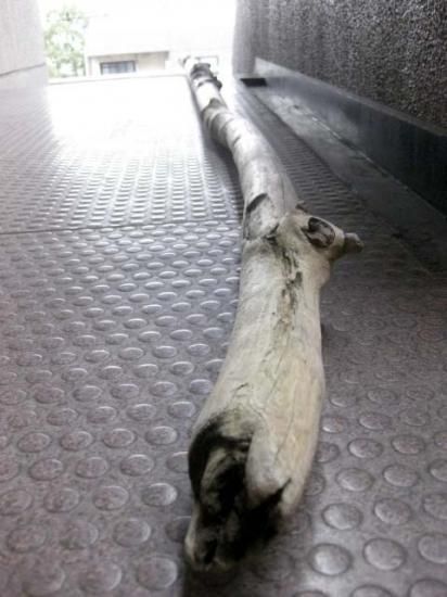 流木の販売は流木屋