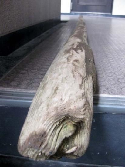 受注品：流木 流木の販売は流木屋