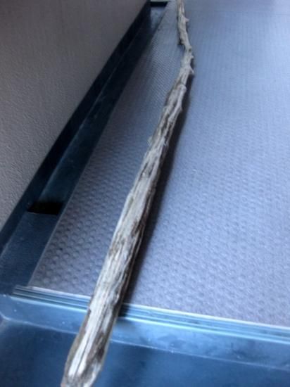 愛知県産　大型流木 楽天市場】形状お任せ 煮込み済み 塊状流木 Mサイズ（約20