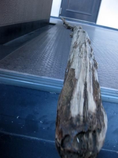 流木の販売は流木屋