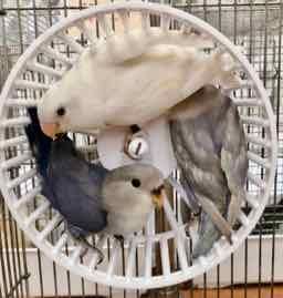 Papagallo E Topo インコなど鳥 餌 エサ 鳥アイテムの専門店