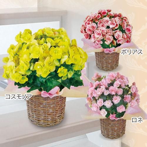 特選リーガースベゴニア Green Palace Online Shop 特選リーガースベゴニア Green Palace Online Shop
