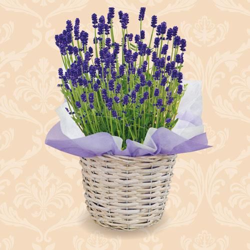 摘みたて❗】イングリッシュラベンダー 切花/生花 短め 50本