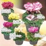 <img class='new_mark_img1' src='https://img.shop-pro.jp/img/new/icons50.gif' style='border:none;display:inline;margin:0px;padding:0px;width:auto;' />ӹ׻־