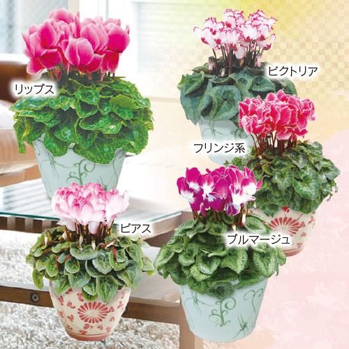 高級シクラメン Green Palace Online Shop 高級シクラメン Green Palace Online Shop