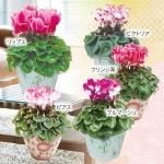 <img class='new_mark_img1' src='https://img.shop-pro.jp/img/new/icons50.gif' style='border:none;display:inline;margin:0px;padding:0px;width:auto;' />饷