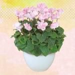 <img class='new_mark_img1' src='https://img.shop-pro.jp/img/new/icons50.gif' style='border:none;display:inline;margin:0px;padding:0px;width:auto;' />ȱݺȬź餭֥󥯥åɡ