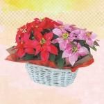 <img class='new_mark_img1' src='https://img.shop-pro.jp/img/new/icons50.gif' style='border:none;display:inline;margin:0px;padding:0px;width:auto;' />ץ󥻥