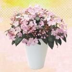 <img class='new_mark_img1' src='https://img.shop-pro.jp/img/new/icons50.gif' style='border:none;display:inline;margin:0px;padding:0px;width:auto;' />륯ꥢ