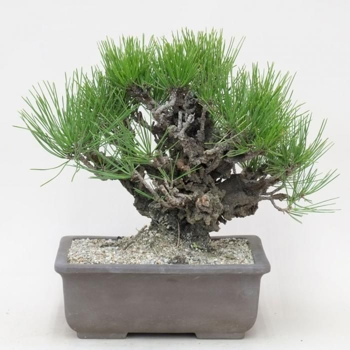 錦松(夢錦) 錦松「夢錦」B05 - GREEN PALACE ONLINE SHOP