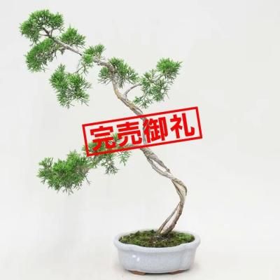 <img class='new_mark_img1' src='https://img.shop-pro.jp/img/new/icons44.gif' style='border:none;display:inline;margin:0px;padding:0px;width:auto;' />𡡻/ʸڡS03