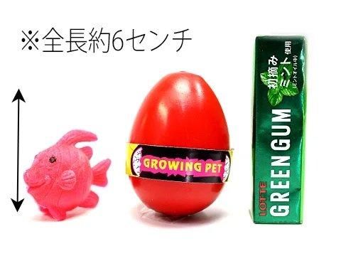 さかなのたまご おもちゃ ホビー ゲーム 縁日玩具 大国屋 さかなのたまご おもちゃ ホビー ゲーム 縁日玩具 大国屋