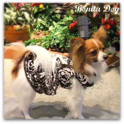 犬とおそろい可愛いワンピース Bonita Dog