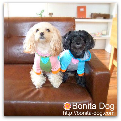 BONNIE & CO ボニーアンドコー ドッグドレス - 犬