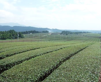近江製茶茶園画像