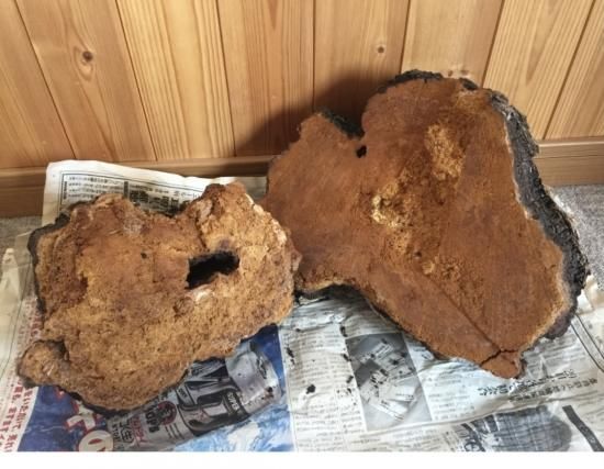 北海道産カバノアナタケ 楽天市場】北海道産 カバノアナタケ茶 チャーガ茶 カバタケ茶