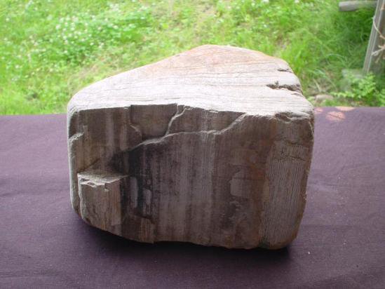 62 珪化木(木の化石) - 自然石 観賞石[瑪瑙珪化木]特産品販売ネットショップ源流