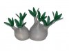 <img class='new_mark_img1' src='https://img.shop-pro.jp/img/new/icons6.gif' style='border:none;display:inline;margin:0px;padding:0px;width:auto;' />PACHYPODIUM GRACILIUS - DOUBLE