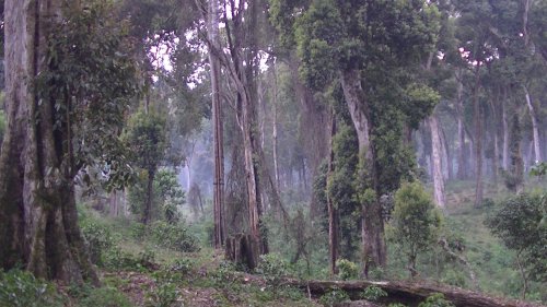 エチオピア グジ地区 ALAKA農園 ナチュラル 