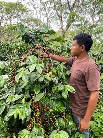 スマトラ島アチェ地区　Sesongot Farm セソンゴット農園　　　レッドハニー　インドネシア - FLATWHITE COFFEE FACTORY