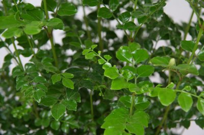 シマトネリコ トネリコ 広島市の花屋 フラワーショップなかむら 花束 アレンジ プリザーブド 観葉植物 当日配達 即日発送可能