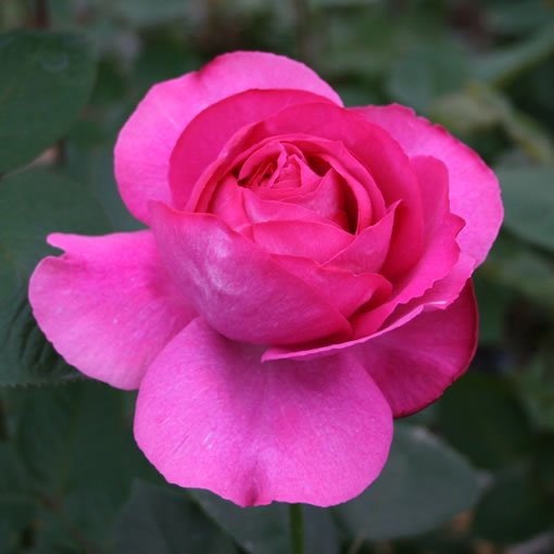 イブピアッチェの通販 バラ 薔薇 の専門店 オキツローズナーセリー